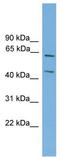 REL Proto-Oncogene, NF-KB Subunit antibody, TA341808, Origene, Western Blot image 