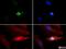 Histone Cluster 2 H3 Family Member D antibody, NB21-1012, Novus Biologicals, Immunocytochemistry image 