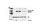 Akt antibody, 9272, Cell Signaling Technology, Western Blot image 