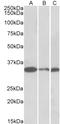 PCNA antibody, LS-B14132, Lifespan Biosciences, Western Blot image 