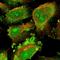 Cancer/testis antigen 1 antibody, NBP1-88736, Novus Biologicals, Immunofluorescence image 