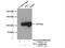 Nucleolin antibody, 10556-1-AP, Proteintech Group, Immunoprecipitation image 