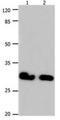 Gap junction beta-6 protein antibody, orb107504, Biorbyt, Western Blot image 