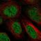 Zinc Finger And BTB Domain Containing 10 antibody, HPA050569, Atlas Antibodies, Immunocytochemistry image 