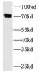 Methylcrotonoyl-CoA Carboxylase 1 antibody, FNab05047, FineTest, Western Blot image 