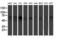 Fragile X mental retardation 1 protein antibody, LS-C173741, Lifespan Biosciences, Western Blot image 