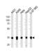 Mor1 antibody, 59-668, ProSci, Western Blot image 