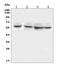 DAP3 Binding Cell Death Enhancer 1 antibody, A14579-1, Boster Biological Technology, Western Blot image 