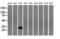 Four And A Half LIM Domains 1 antibody, LS-C115303, Lifespan Biosciences, Western Blot image 