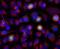 Aurora A antibody, NBP2-50043, Novus Biologicals, Immunocytochemistry image 