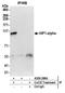 Hypoxia-inducible factor 1-alpha antibody, A300-286A, Bethyl Labs, Immunoprecipitation image 