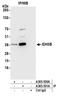 Isocitrate Dehydrogenase (NAD(+)) 3 Beta antibody, A305-501A, Bethyl Labs, Immunoprecipitation image 