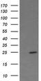Fetal And Adult Testis Expressed 1 antibody, MA5-26084, Invitrogen Antibodies, Western Blot image 
