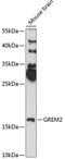 Gremlin-2 antibody, 15-470, ProSci, Western Blot image 