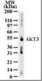 RAC-gamma serine/threonine-protein kinase antibody, orb87279, Biorbyt, Western Blot image 