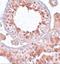 Homeobox protein ESX1 antibody, A08735, Boster Biological Technology, Immunohistochemistry frozen image 