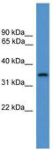 Syntaxin 4 antibody, TA342642, Origene, Western Blot image 
