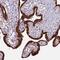 Zinc Finger Protein 720 antibody, PA5-59627, Invitrogen Antibodies, Immunohistochemistry frozen image 