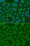 Mitogen-Activated Protein Kinase 10 antibody, orb48448, Biorbyt, Immunocytochemistry image 