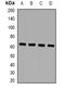 Zinc finger protein with KRAB and SCAN domains 4 antibody, orb382569, Biorbyt, Western Blot image 