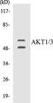 Akt antibody, EKC1022, Boster Biological Technology, Western Blot image 