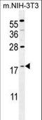S100 Calcium Binding Protein A4 antibody, LS-B11817, Lifespan Biosciences, Western Blot image 