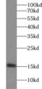 ISG15 Ubiquitin Like Modifier antibody, FNab04403, FineTest, Western Blot image 