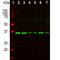 rRNA 2 -O-methyltransferase fibrillarin antibody, M03178-4, Boster Biological Technology, Western Blot image 