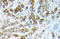 HSPB1 antibody, AP21039PU-N, Origene, Immunohistochemistry frozen image 