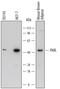 Presenilin Associated Rhomboid Like antibody, AF7306, R&D Systems, Western Blot image 