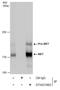 c-met antibody, GTX631993, GeneTex, Immunoprecipitation image 