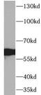 Alpha 2-HS Glycoprotein antibody, FNab03080, FineTest, Western Blot image 