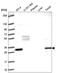 FRAT Regulator Of WNT Signaling Pathway 1 antibody, HPA055258, Atlas Antibodies, Western Blot image 