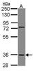 Trace Amine Associated Receptor 5 antibody, orb73941, Biorbyt, Western Blot image 