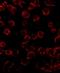 BCL2 Like 11 antibody, NBP1-75511, Novus Biologicals, Immunofluorescence image 