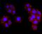 DYSF antibody, A01234-2, Boster Biological Technology, Immunocytochemistry image 