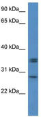 Neurexophilin 1 antibody, TA329782, Origene, Western Blot image 
