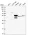 Centromere Protein T antibody, HPA041220, Atlas Antibodies, Western Blot image 