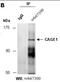 Cancer Antigen 1 antibody, orb67300, Biorbyt, Immunoprecipitation image 