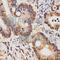 Histone Cluster 3 H3 antibody, A5278, ABclonal Technology, Immunohistochemistry paraffin image 