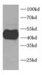 Coiled-Coil Domain Containing 51 antibody, FNab01360, FineTest, Western Blot image 