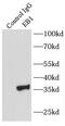 Microtubule Associated Protein RP/EB Family Member 1 antibody, FNab02611, FineTest, Immunoprecipitation image 