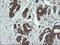 Zinc Finger C2HC-Type Containing 1A antibody, LS-C174210, Lifespan Biosciences, Immunohistochemistry paraffin image 