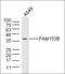 Family With Sequence Similarity 153 Member B antibody, orb2219, Biorbyt, Western Blot image 