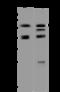 Protein Phosphatase, Mg2+/Mn2+ Dependent 1B antibody, 200882-T40, Sino Biological, Western Blot image 