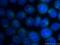 Barkor antibody, 19491-1-AP, Proteintech Group, Immunofluorescence image 