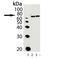 KDEL  antibody, ADI-SPA-769-0200, Enzo Life Sciences, Western Blot image 