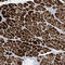 PPARGC1 And ESRR Induced Regulator, Muscle 1 antibody, HPA031712, Atlas Antibodies, Immunohistochemistry frozen image 