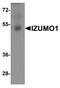 Izumo Sperm-Egg Fusion 1 antibody, A02772, Boster Biological Technology, Western Blot image 