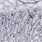 Cilia And Flagella Associated Protein 58 antibody, NBP1-90782, Novus Biologicals, Immunohistochemistry frozen image 